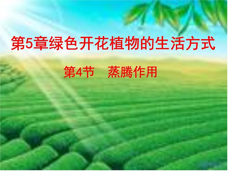 北师大版七年级上册生物 5.4 蒸腾作用 课件03