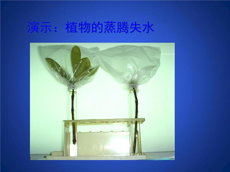 北师大版七年级上册生物 5.4 蒸腾作用 课件05