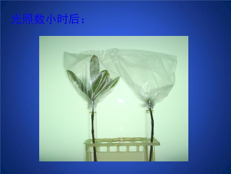 北师大版七年级上册生物 5.4 蒸腾作用 课件06