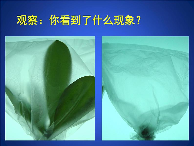 北师大版七年级上册生物 5.4 蒸腾作用 课件07