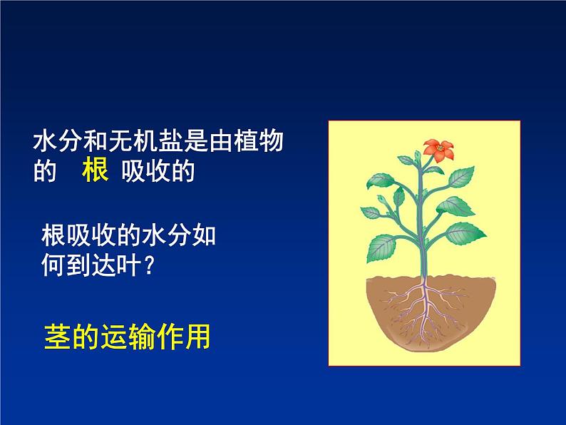 北师大版七年级上册生物 5.5 运输作用 课件02