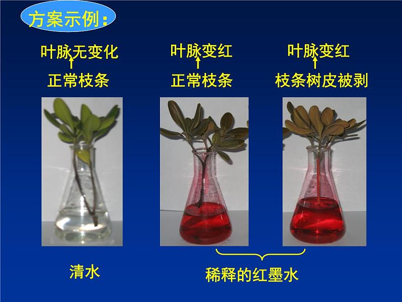 北师大版七年级上册生物 5.5 运输作用 课件06