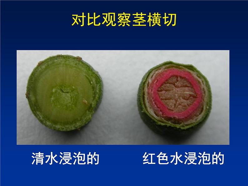 北师大版七年级上册生物 5.5 运输作用 课件08