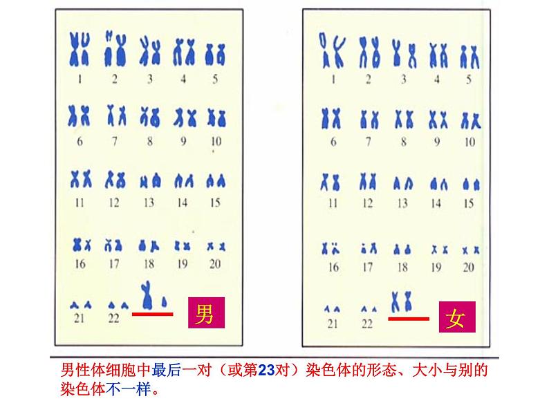 北师大版八年级上册生物 20.4 性别和性别决定 课件第5页