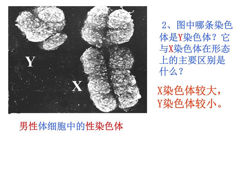 北师大版八年级上册生物 20.4 性别和性别决定 课件第7页