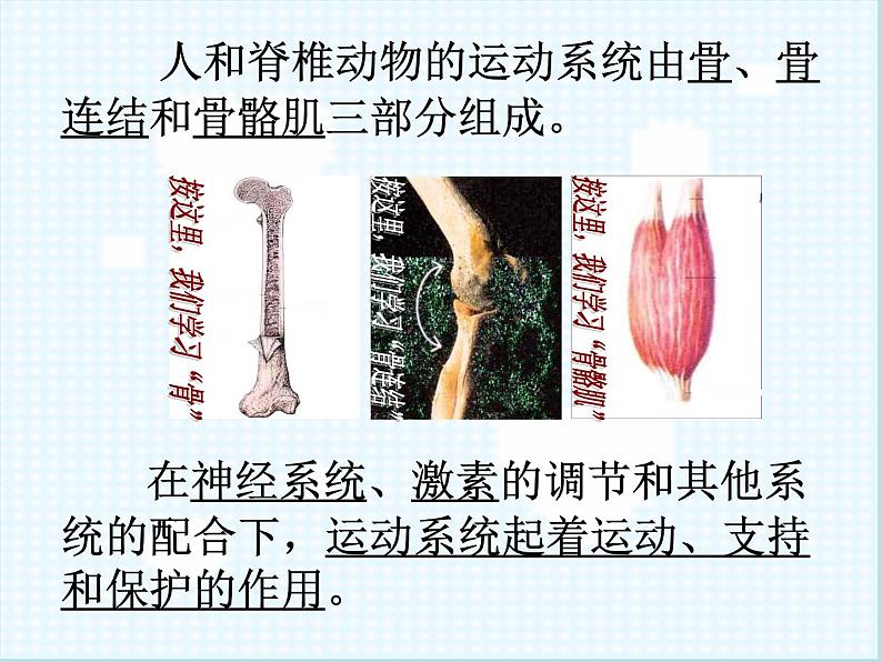 北师大版八年级上册生物 15.2 动物运动的形成 课件第2页