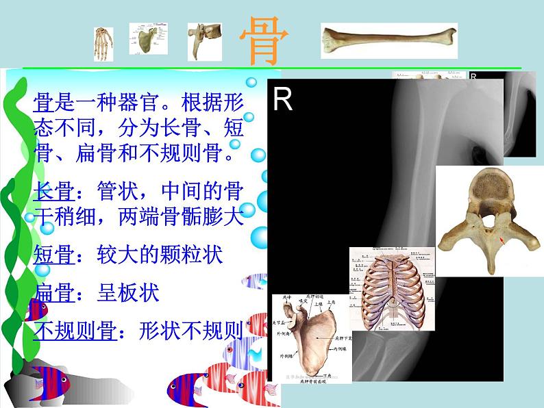 北师大版八年级上册生物 15.2 动物运动的形成 课件第3页