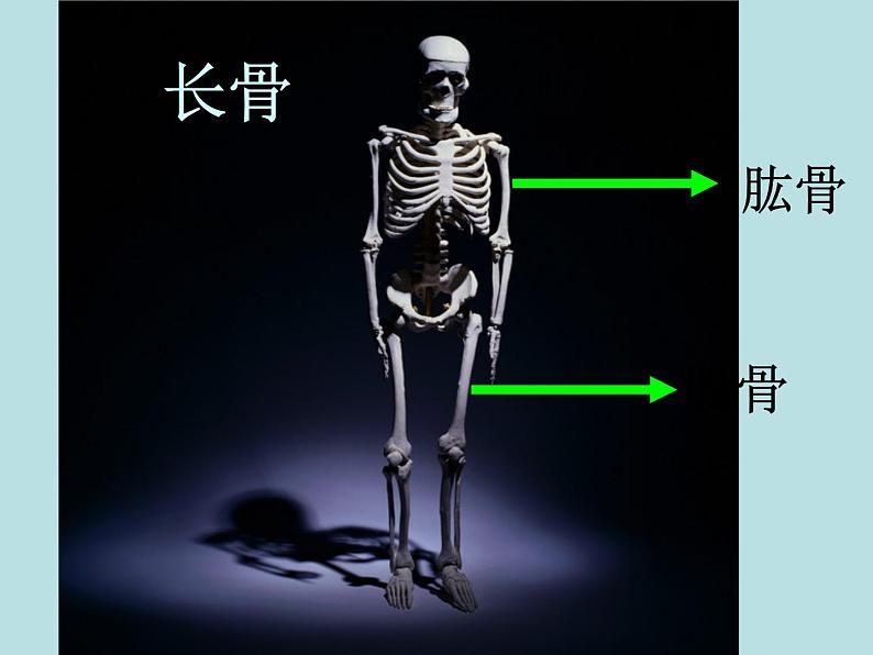 北师大版八年级上册生物 15.2 动物运动的形成 课件第4页