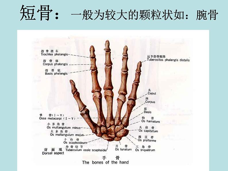 北师大版八年级上册生物 15.2 动物运动的形成 课件第6页