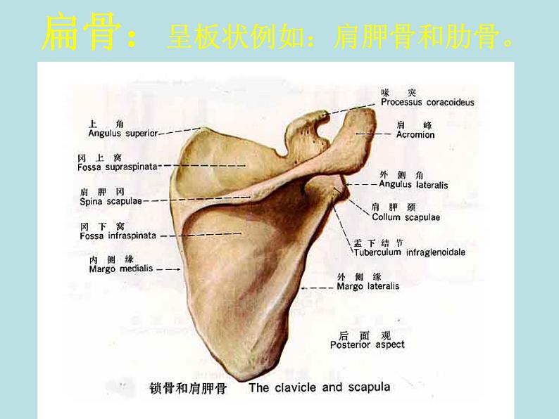 北师大版八年级上册生物 15.2 动物运动的形成 课件第7页