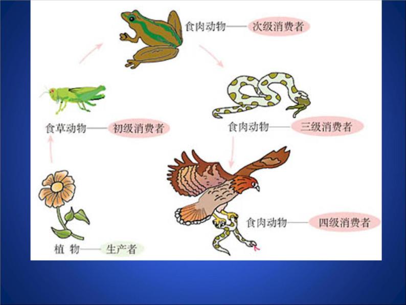 北师大版八年级上册生物  17.1 动物在生物圈中的作用 课件08