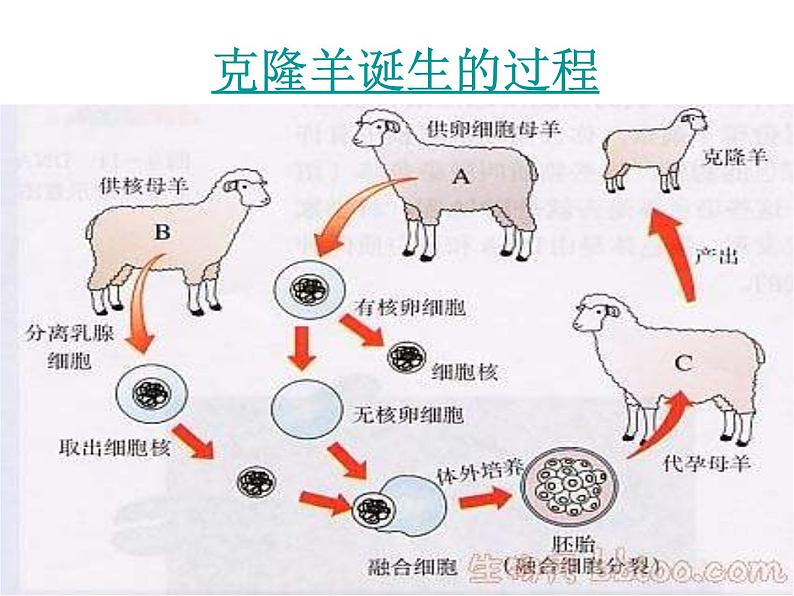 北师大版八年级上册生物 20.2 性状遗传的物质基础 课件03