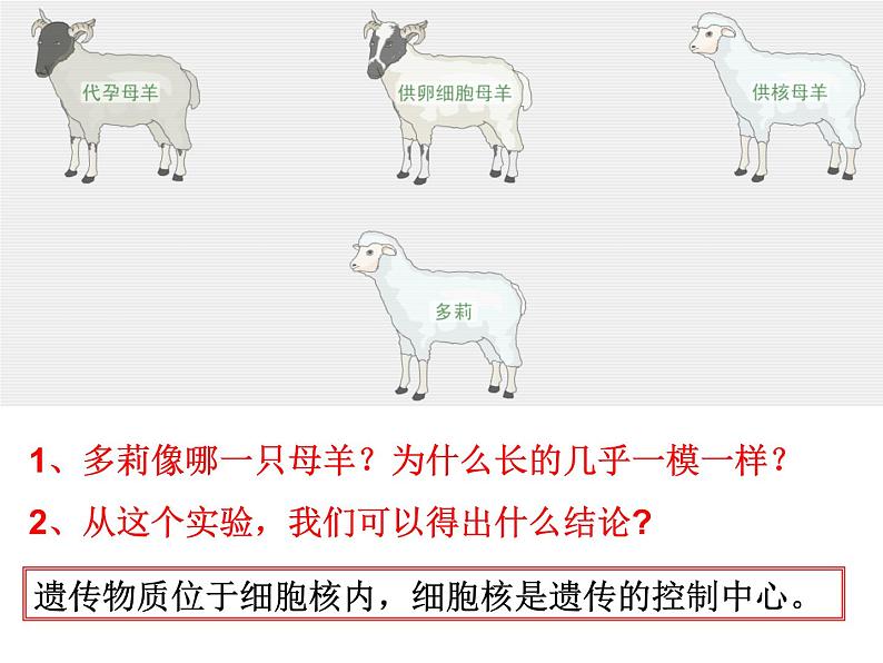 北师大版八年级上册生物 20.2 性状遗传的物质基础 课件04