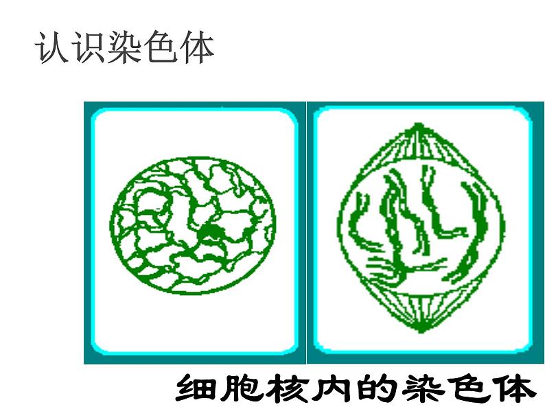 北师大版八年级上册生物 20.2 性状遗传的物质基础 课件06