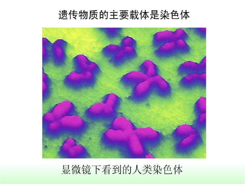 北师大版八年级上册生物 20.2 性状遗传的物质基础 课件07