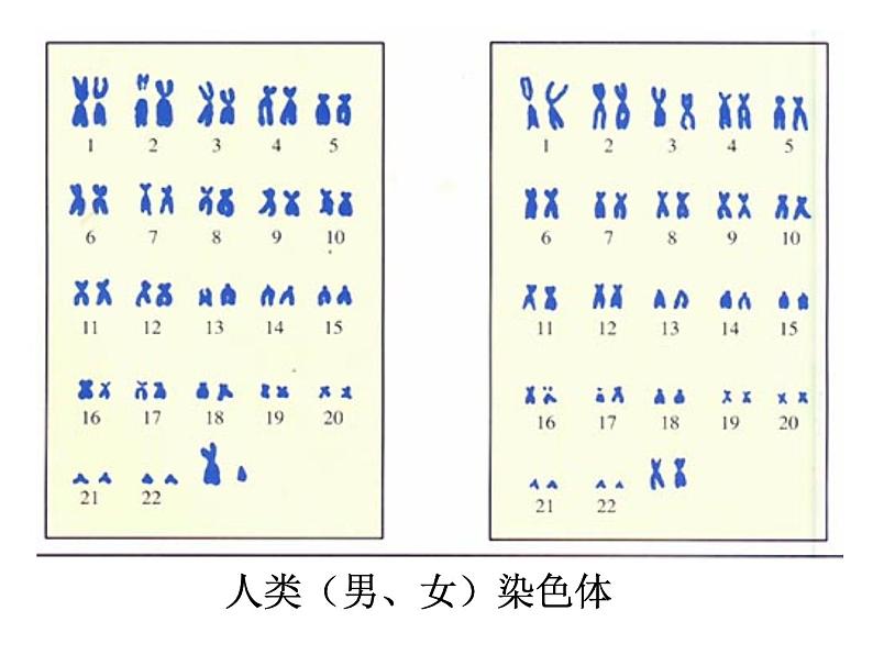 北师大版八年级上册生物 20.2 性状遗传的物质基础 课件08