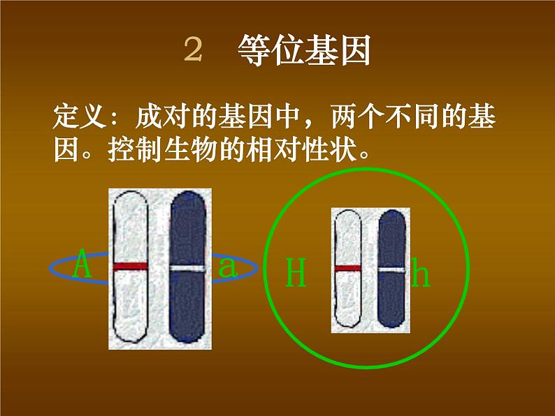 北师大版八年级上册生物 20.3 性状遗传有一定的规律性 课件第6页