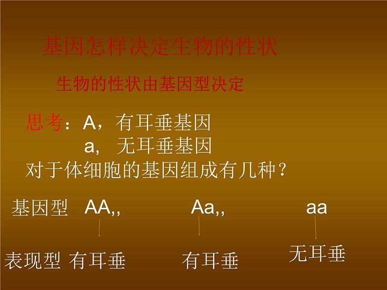 北师大版八年级上册生物 20.3 性状遗传有一定的规律性 课件第8页