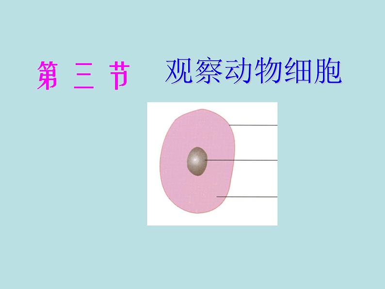 人教版七年级上册生物 2.1.3 动物细胞 课件第1页