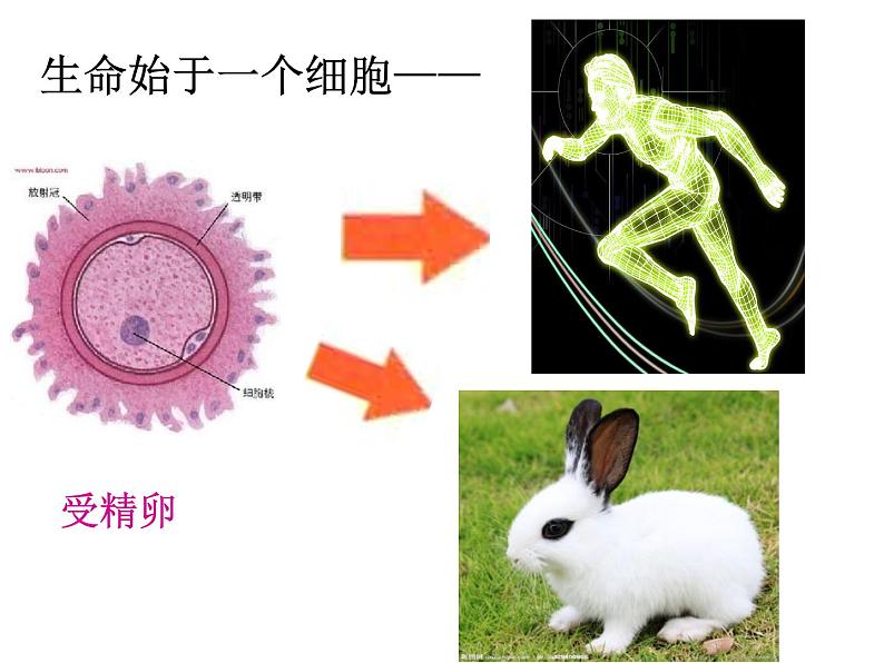 人教版七年级上册生物 2.2.2 动物体的结构层次 课件04