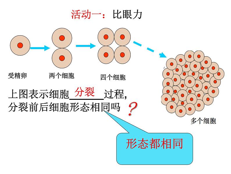 人教版七年级上册生物 2.2.2 动物体的结构层次 课件06