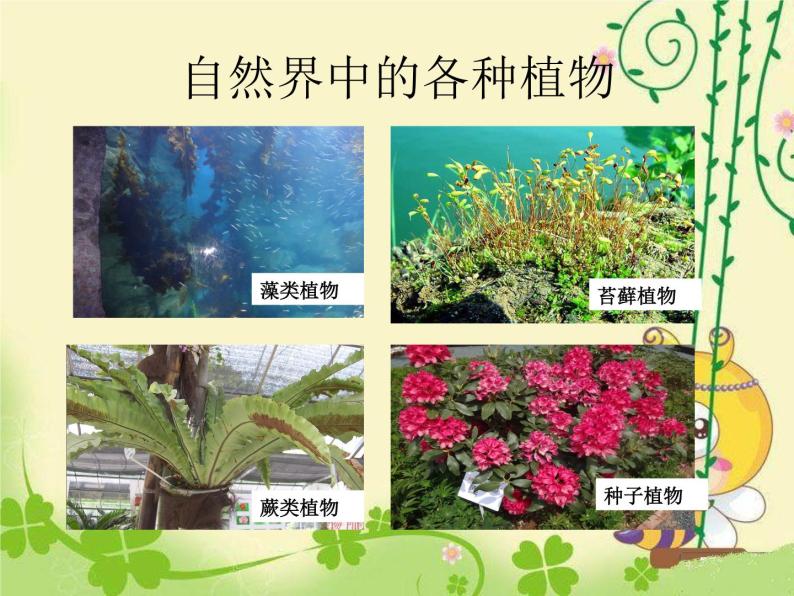 人教版七年级上册生物  3.1.2 种子植物 课件01