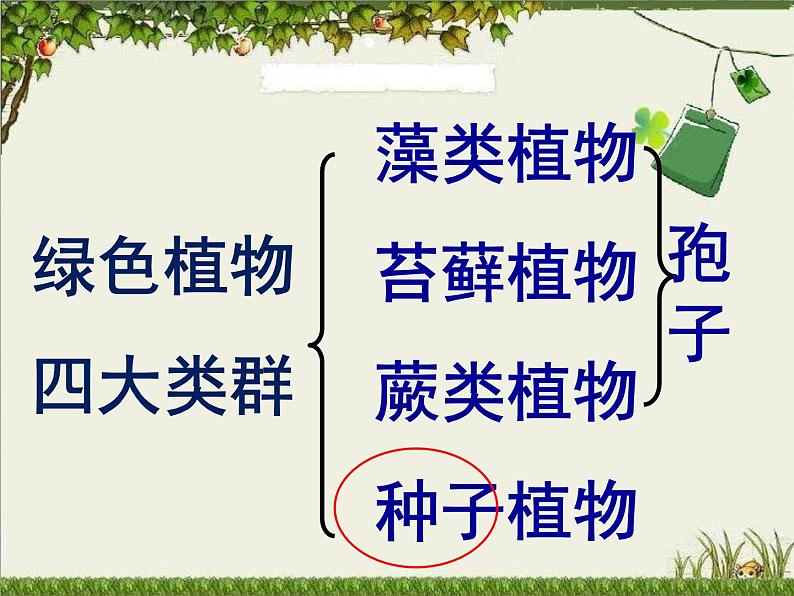 人教版七年级上册生物 3.1.2 种子植物 课件02