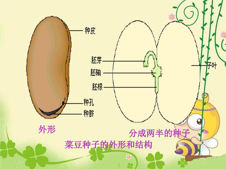 人教版七年级上册生物 3.1.2 种子植物 课件07