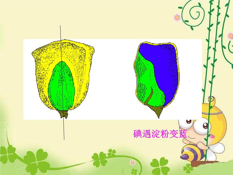 人教版七年级上册生物 3.1.2 种子植物 课件08