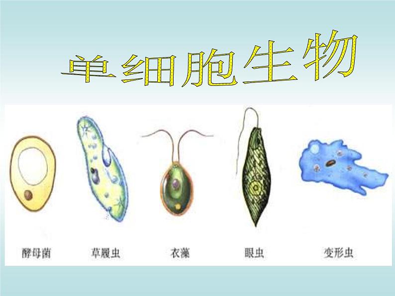 人教版七年级上册生物 2.2.4 单细胞生物 课件第2页