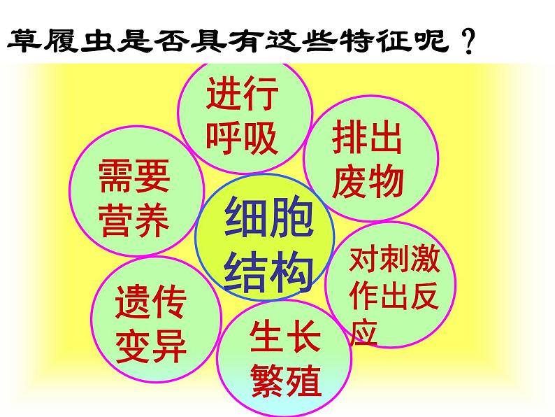 人教版七年级上册生物 2.2.4 单细胞生物 课件第8页