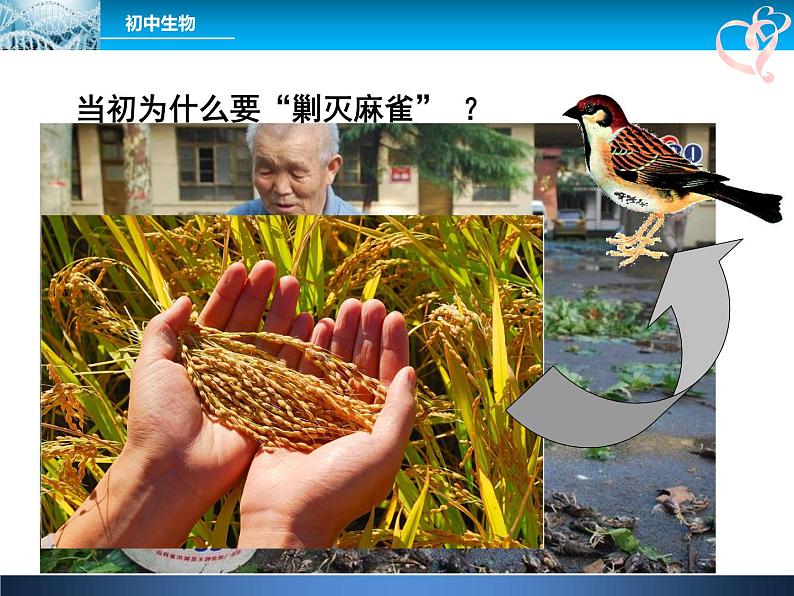 人教版八年级上册生物 5.3 动物在生物圈中的作用 课件第4页