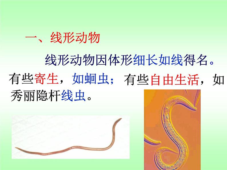 人教版八年级上册生物 5.1.2 线形动物和环节动物 课件第4页