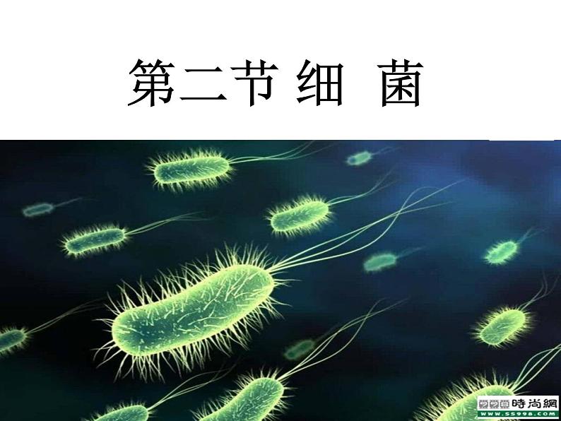 人教版八年级上册生物 5.4.2 细菌 课件第3页