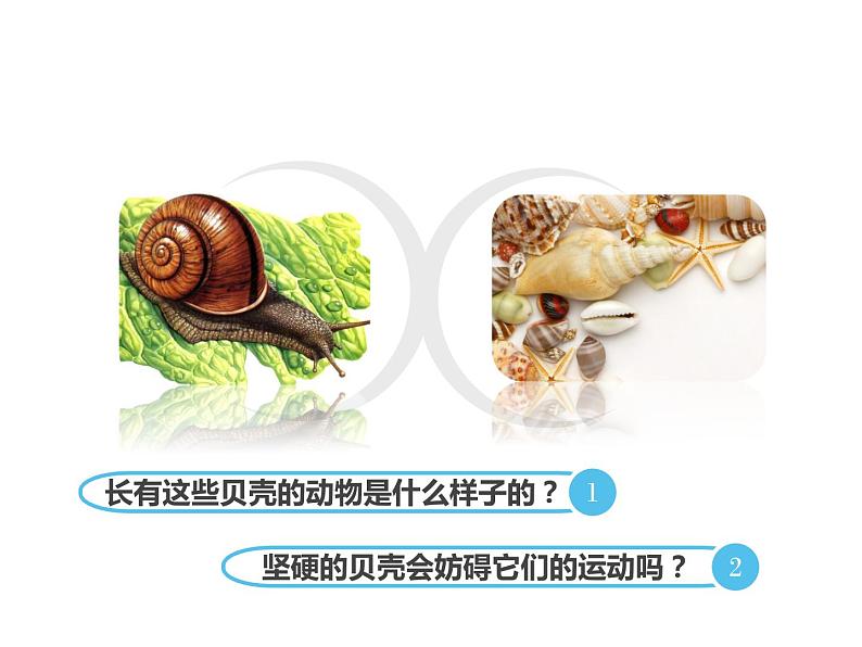 人教版八年级上册生物 5.1.3 软体动物和节肢动物 课件02
