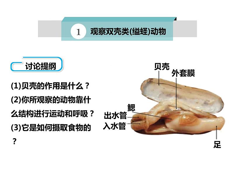 人教版八年级上册生物 5.1.3 软体动物和节肢动物 课件05