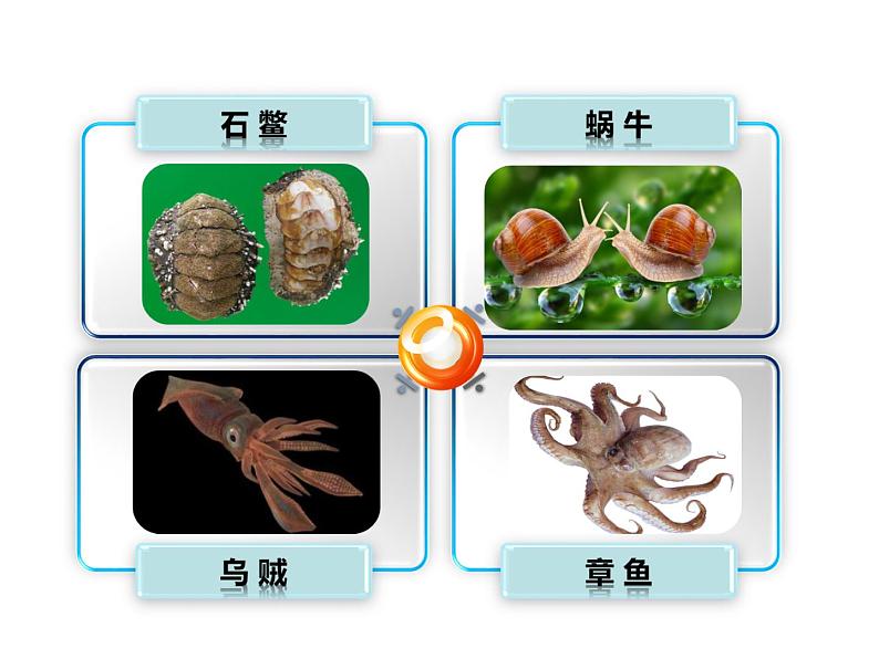 人教版八年级上册生物 5.1.3 软体动物和节肢动物 课件06