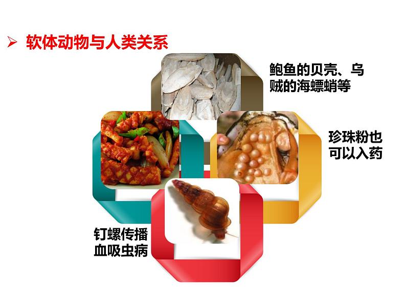 人教版八年级上册生物 5.1.3 软体动物和节肢动物 课件08