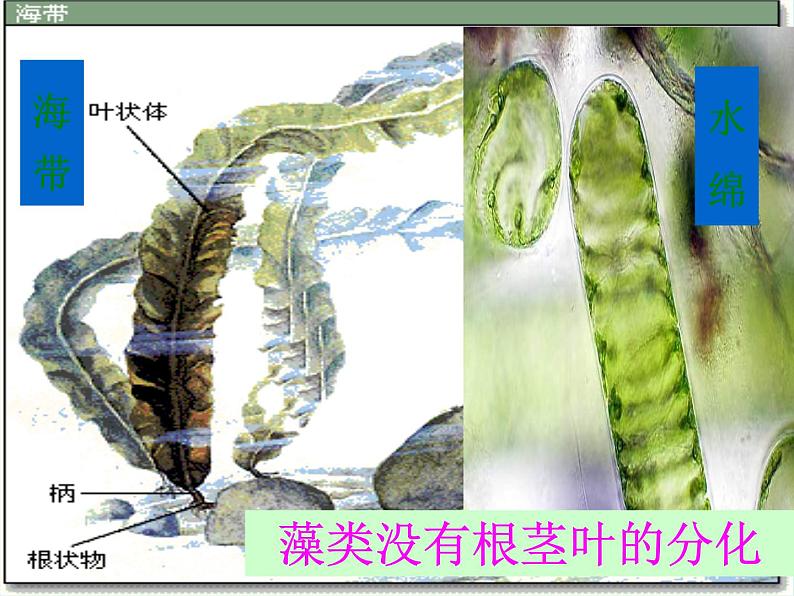 人教版八年级上册生物 6.1.1 尝试对生物进行分类 课件第6页