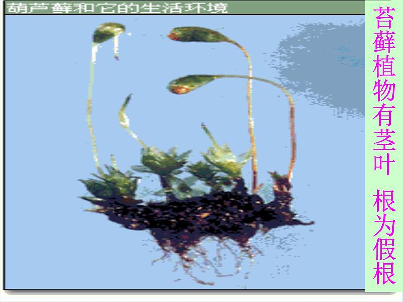 人教版八年级上册生物 6.1.1 尝试对生物进行分类 课件第7页