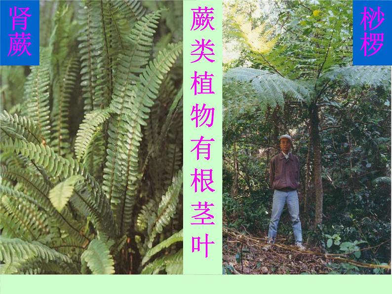 人教版八年级上册生物 6.1.1 尝试对生物进行分类 课件第8页