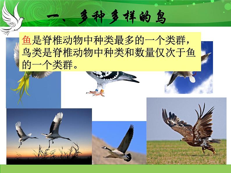 人教版八年级上册生物 5.1.6 鸟 课件02