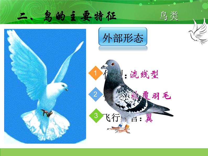 人教版八年级上册生物 5.1.6 鸟 课件05