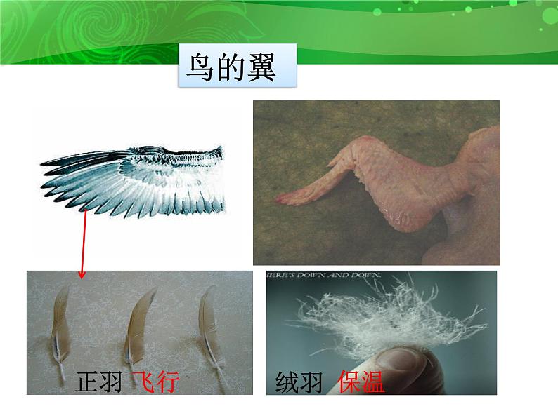 人教版八年级上册生物 5.1.6 鸟 课件06