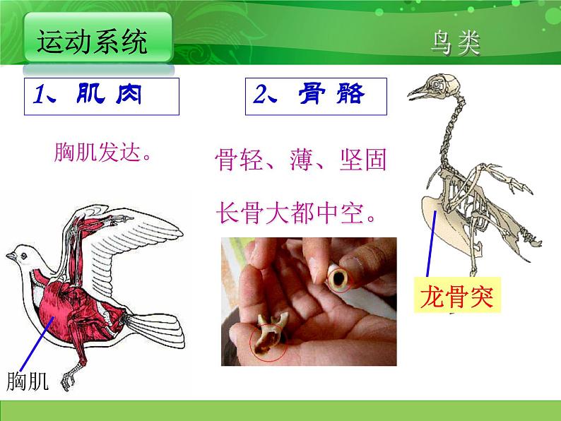 人教版八年级上册生物 5.1.6 鸟 课件07