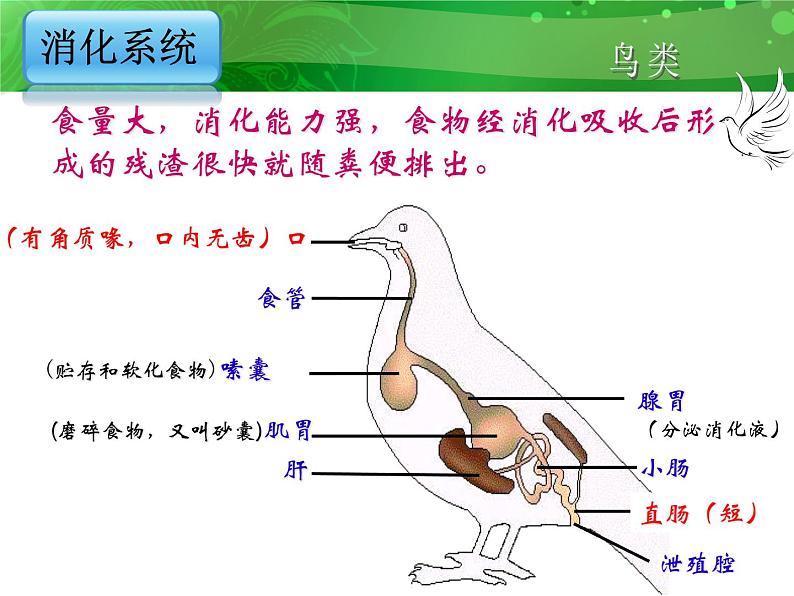 人教版八年级上册生物 5.1.6 鸟 课件08