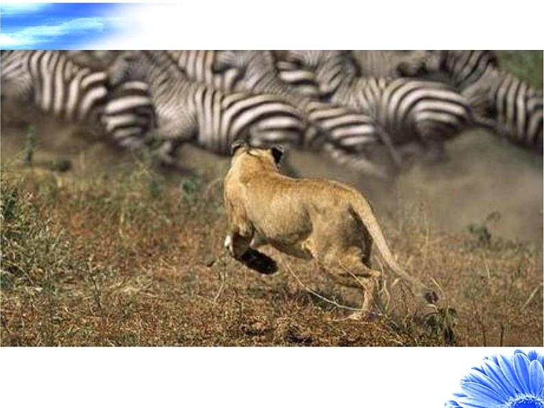 人教版八年级上册生物 5.2.1 动物的运动 课件第1页