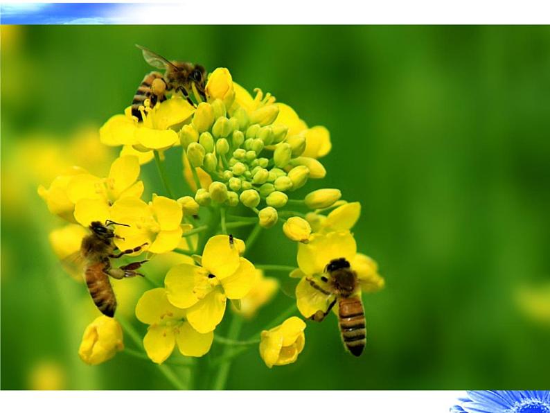 人教版八年级上册生物 5.2.1 动物的运动 课件第4页