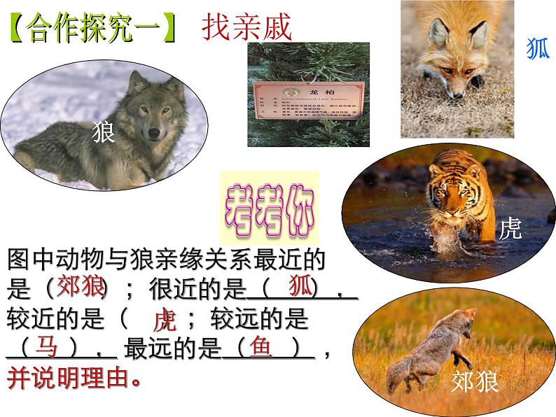 人教版八年级上册生物 6.1.2 从种到界 课件第6页