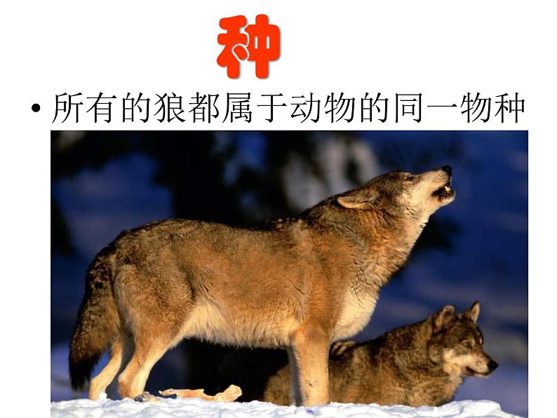 人教版八年级上册生物 6.1.2 从种到界 课件第7页